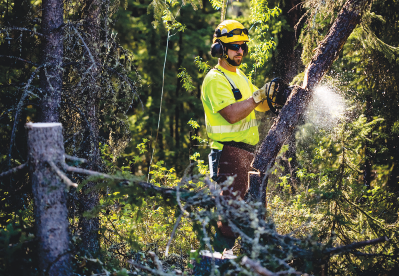 Right of way worker cutting down a tree